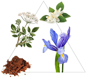 Kopf-, Herz- und Basisnote der Naturseife Iris Engelwurz